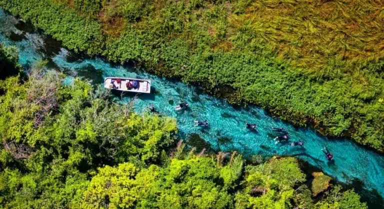 Bonito